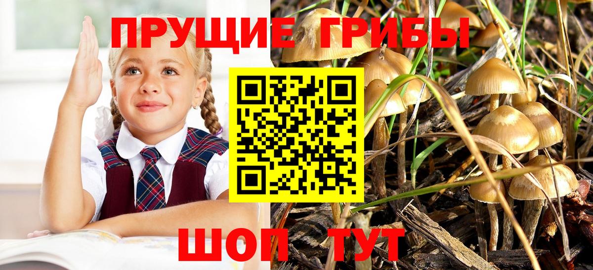 Галлюциногенные грибы Psilocybe  Вход с VPN  Киржач 